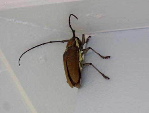 Réf. 200 701 : Batocera sp.
